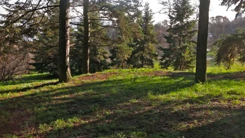 Trees in forest. Moving camera Stock Footage 119848198