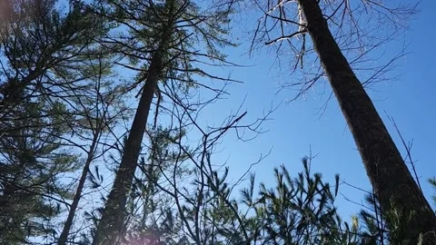 Trees in the Forest Moving in the Wind Against Blue Sky Stock Footage 237334874