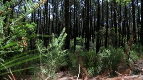 Trees in forest moving with wind in sunday. nature landscape Stock Footage 154904359