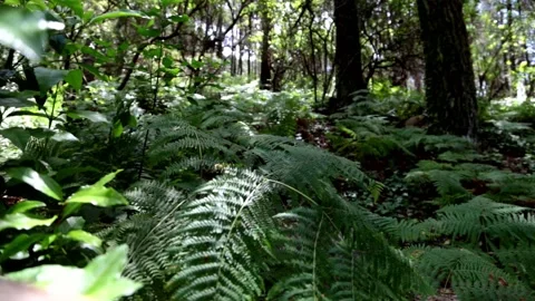 Trees in forest moving with wind in sunday. nature landscape Stock Footage 154904366