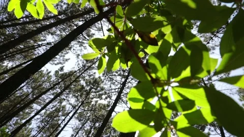 Trees in forest moving with wind in sunday. nature landscape Stock Footage 154904382