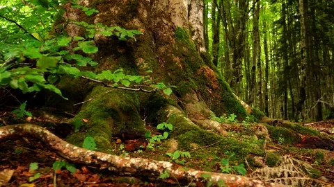 Trees in the forest. Nature background Stock Footage 80660634