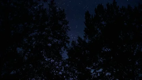 Trees Forest Nature Branches Environment, Stock Footage 234370353