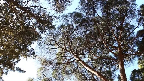 Trees in the forest, nature in the daytime, rotating view 스톡 동영상 148883416