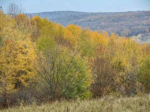 Trees in the forest in novermber in Maramures county, Romania Photos
