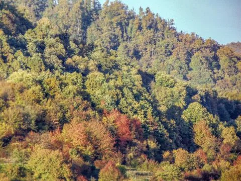 Trees in the forest in October in Romania 写真素材