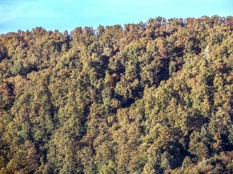 Trees in the forest in October in Romania Foto stock