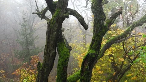 Trees in the forest overgrown with moss. Forest environment Stock Footage 146388319