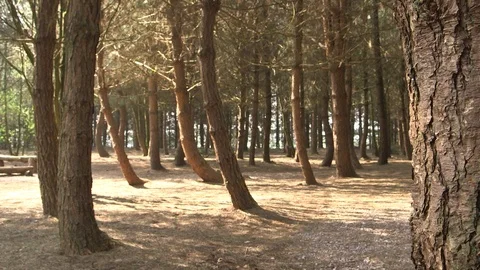 Trees in a forest with pan Stock Footage 92129032