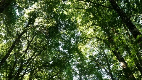 Trees in the forest panorama from below Stock Footage 79872294