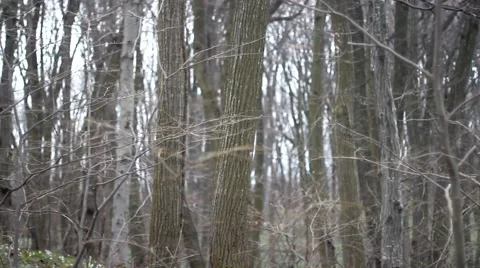 Trees In Forest Park, Camera Move Video stock 53898947
