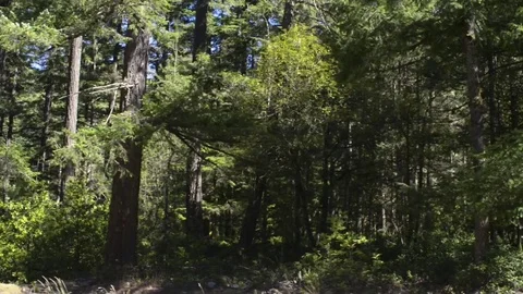 Trees in a forest pass by, as camera moves to the right Stock Footage 70797206