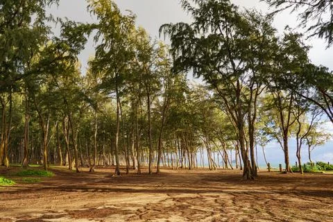 Trees in a forest with a path towards the ocean, in a natural landscape Stock Photos