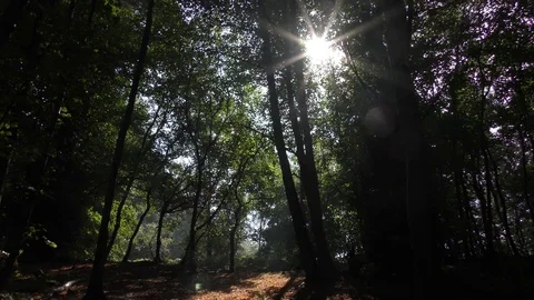 Trees forest peaceful calm background Stock Footage 74693584