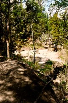 Trees in the forest 写真素材