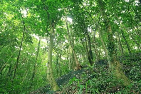 Trees in the forest Stock Photos
