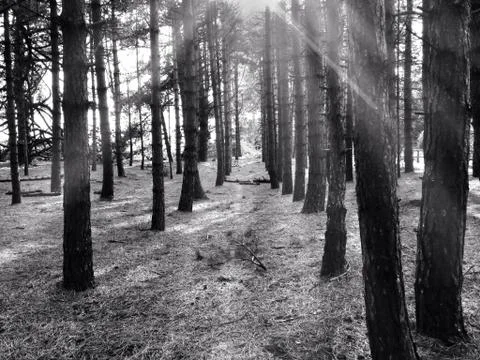 Trees in forest Stock Photos