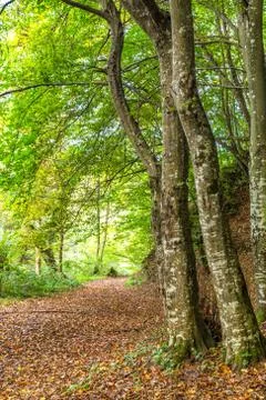 Trees in the forest 库存照片