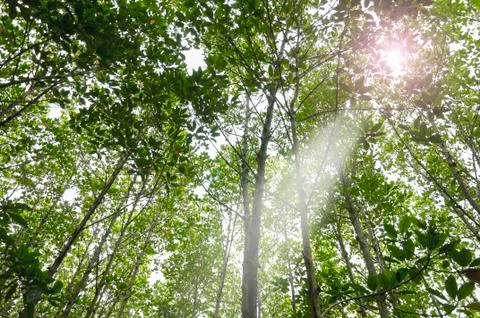 Trees in the forest Stock Photos