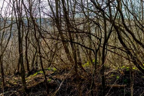 Trees in the forest Stock Photos