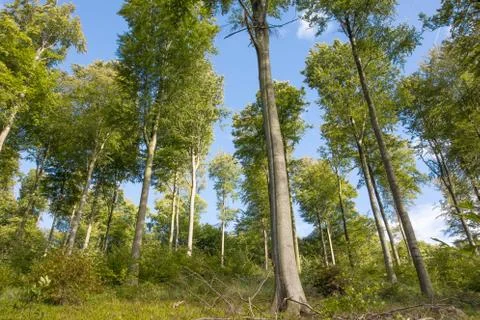 Trees in the forest Stock Photos
