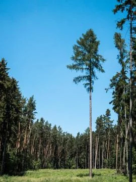 Trees in the forest 写真素材