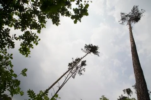 Trees in the forest Stock Photos