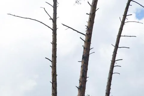 Trees in the forest Stock Photos