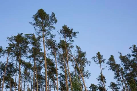 Trees in the forest Stock Photos