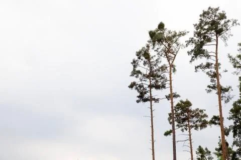 Trees in the forest Stock Photos