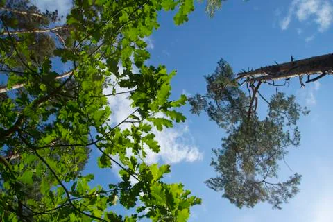 Trees in the forest Stock Photos