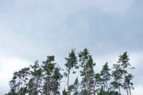 Trees in the forest Stock Photos