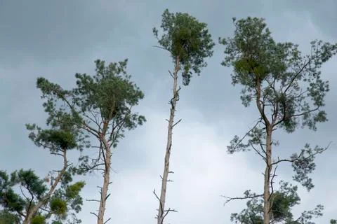 Trees in the forest Stock Photos
