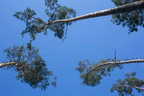 Trees in the forest Stock Photos