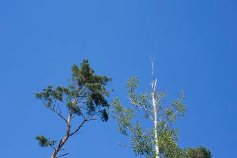Trees in the forest Stock Photos