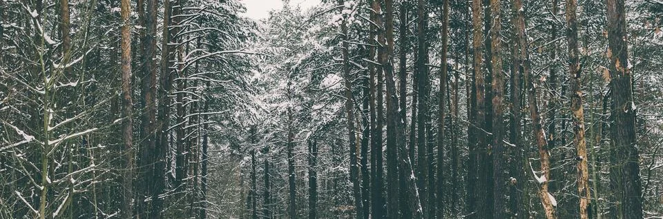 Trees in Forest Stock Photos