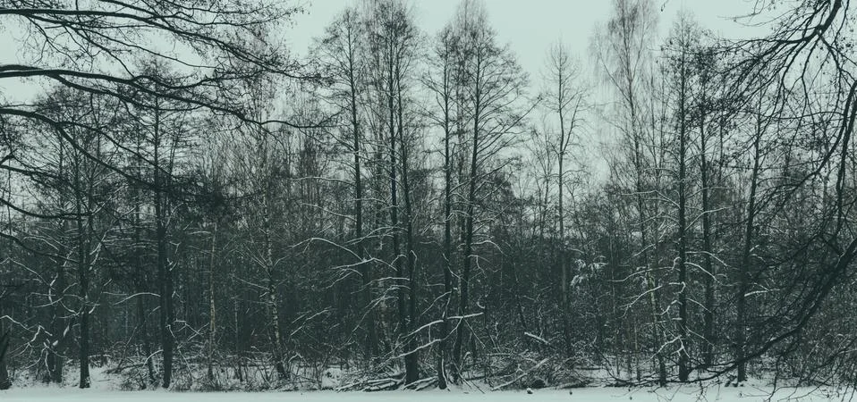 Trees In Forest Stock Photos