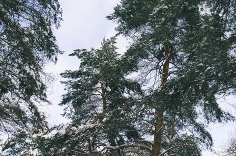 Trees In Forest Stock Photos