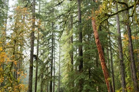 Trees in a Forest Stock Photos
