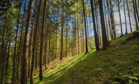 Trees in forest Stock Photos