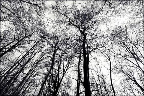 Trees in the forest Stock Photos
