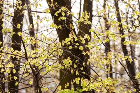 Trees in the forest Stock Photos