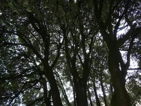 Trees In The Forest Stock Photos