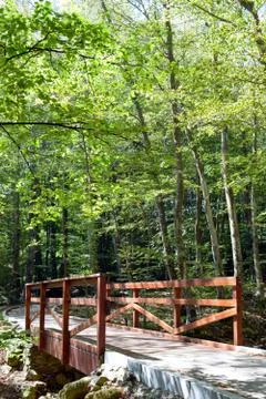 Trees in the forest Stock Photos