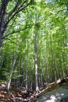 Trees in the forest Stock Photos