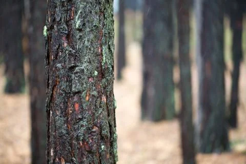 The trees in the forest Stock Photos