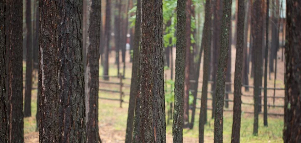 The trees in the forest Stock Photos