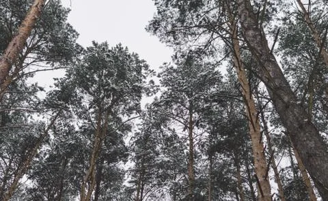 Trees In Forest Stock Photos