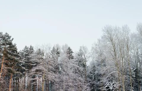 Trees In Forest Stock Photos