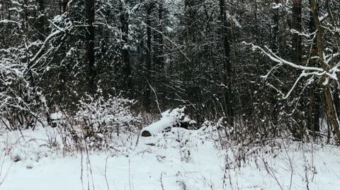 Trees In Forest Stock Photos